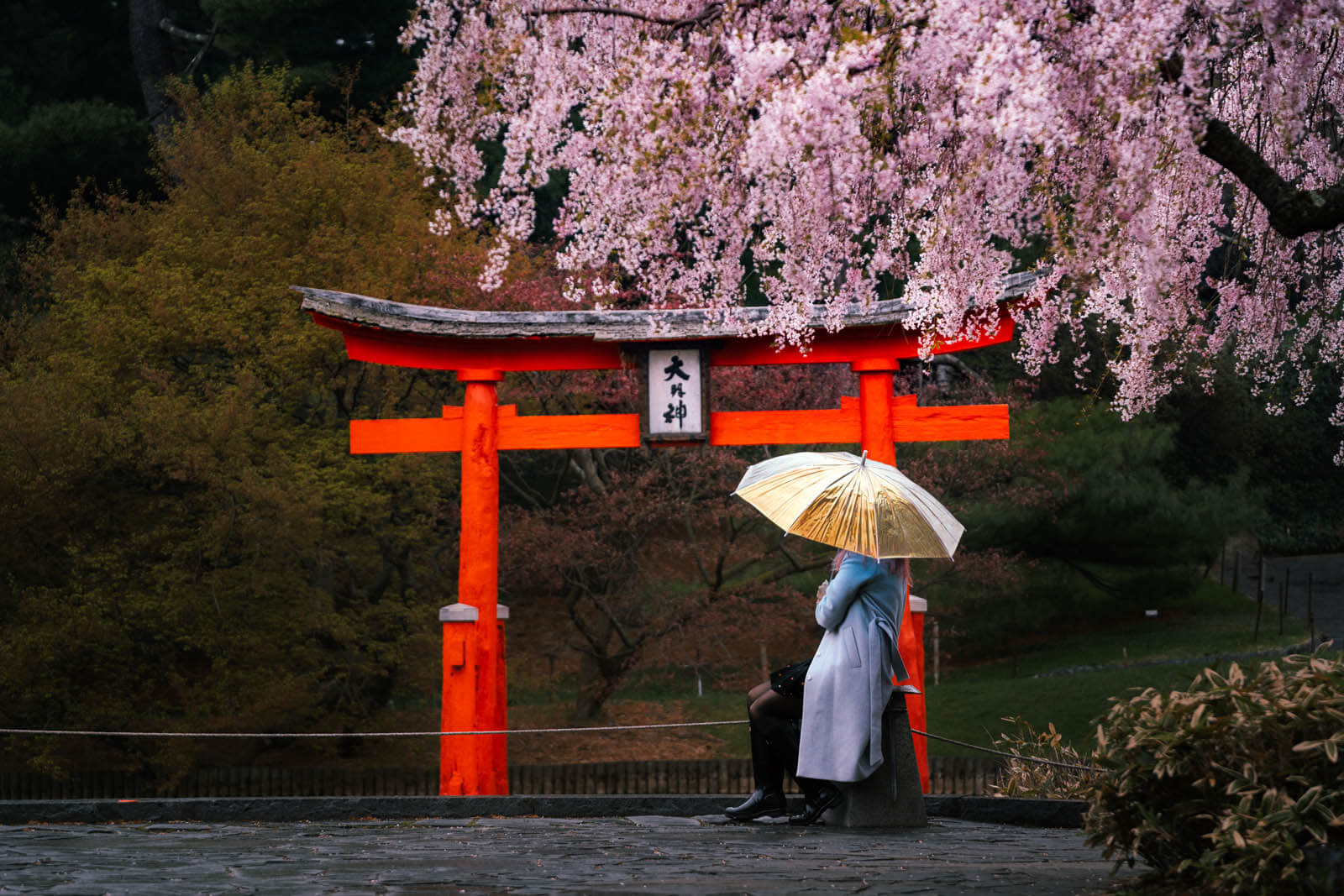 a rainy day at Brooklyn Botanic Garden with cherry blossoms at Japanese Hill And Pond Garden