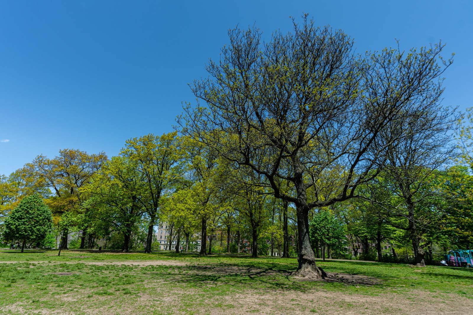 Mount Prospect Park in Brooklyn