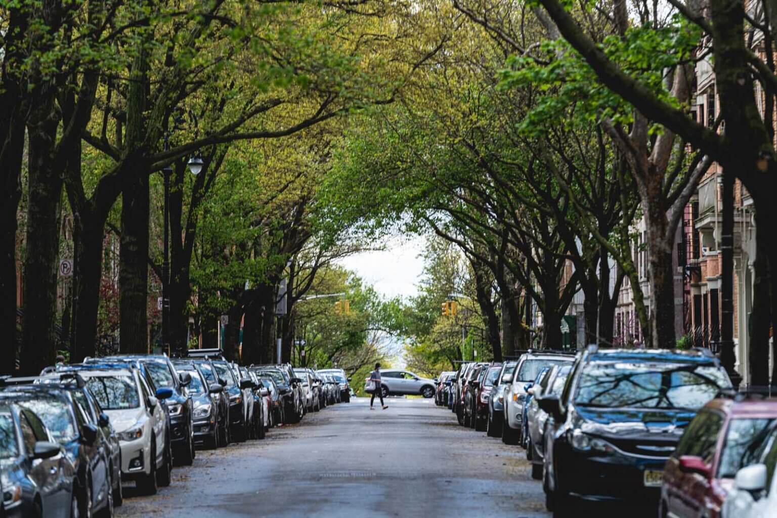 canopy of trees down the streets in park slope brooklyn