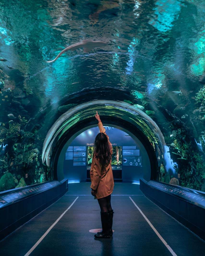 Shark tunnel at New York Aquarium at Coney Island Brooklyn