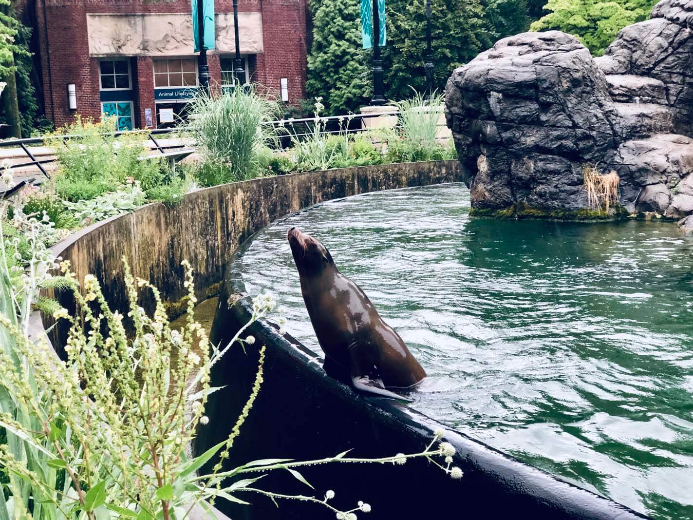 California Sea Lion at the Sea Lion Court in Prospect Park Zoo in Brooklyn