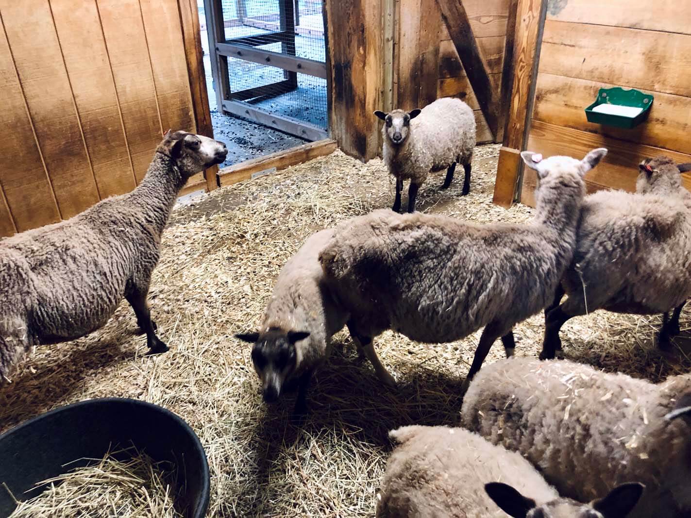 Shetland Sheep at the Prospect Park Zoo in Brooklyn