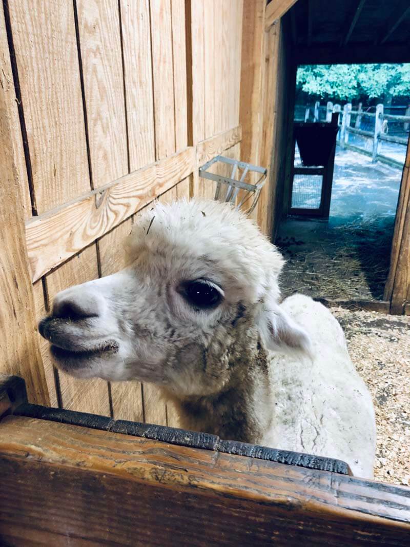 The alpaca at the Barn and Garden section of the Prospect Park Zoo