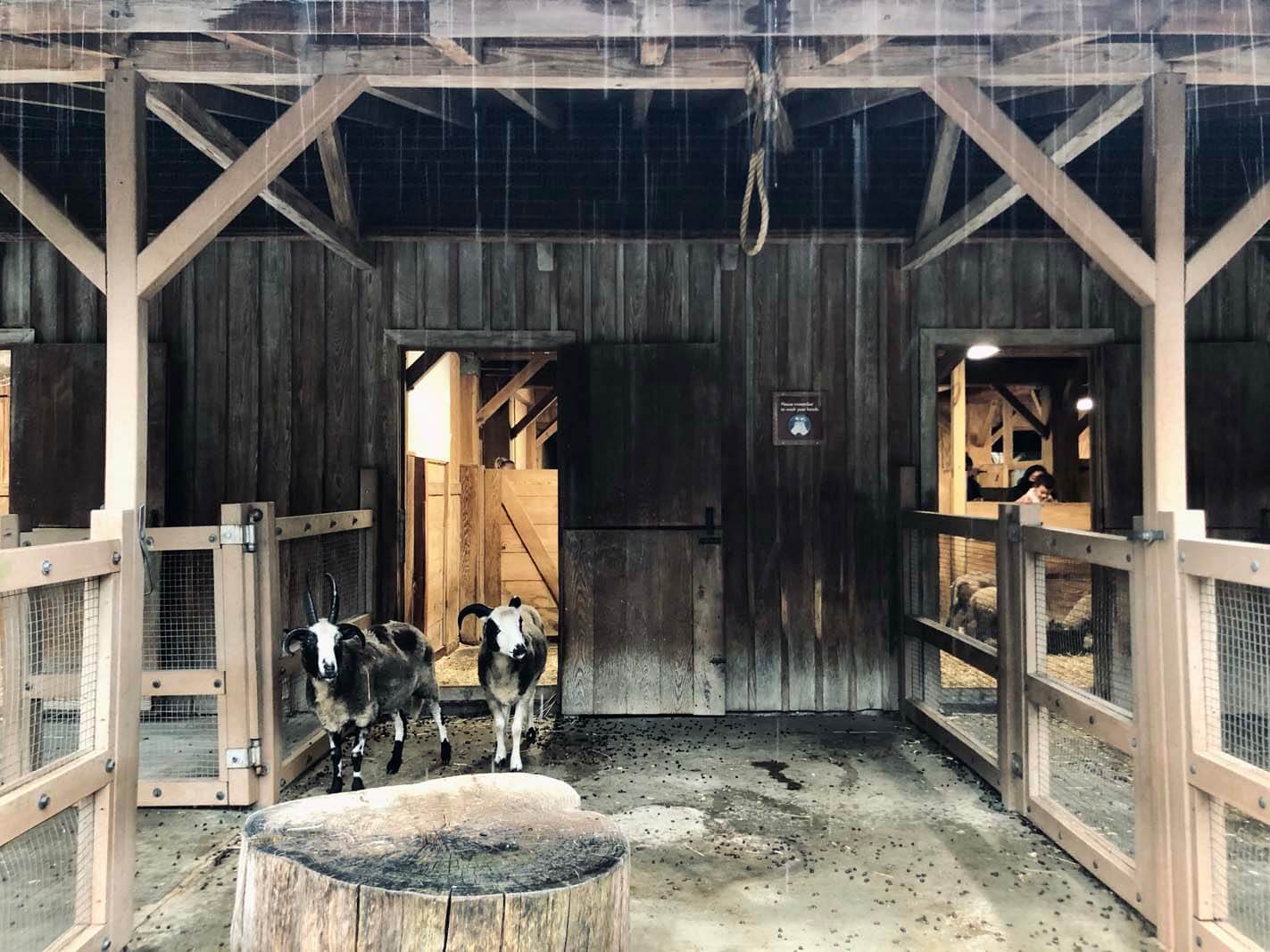 The goats at the Barn and Garden area of the Brooklyn Zoo