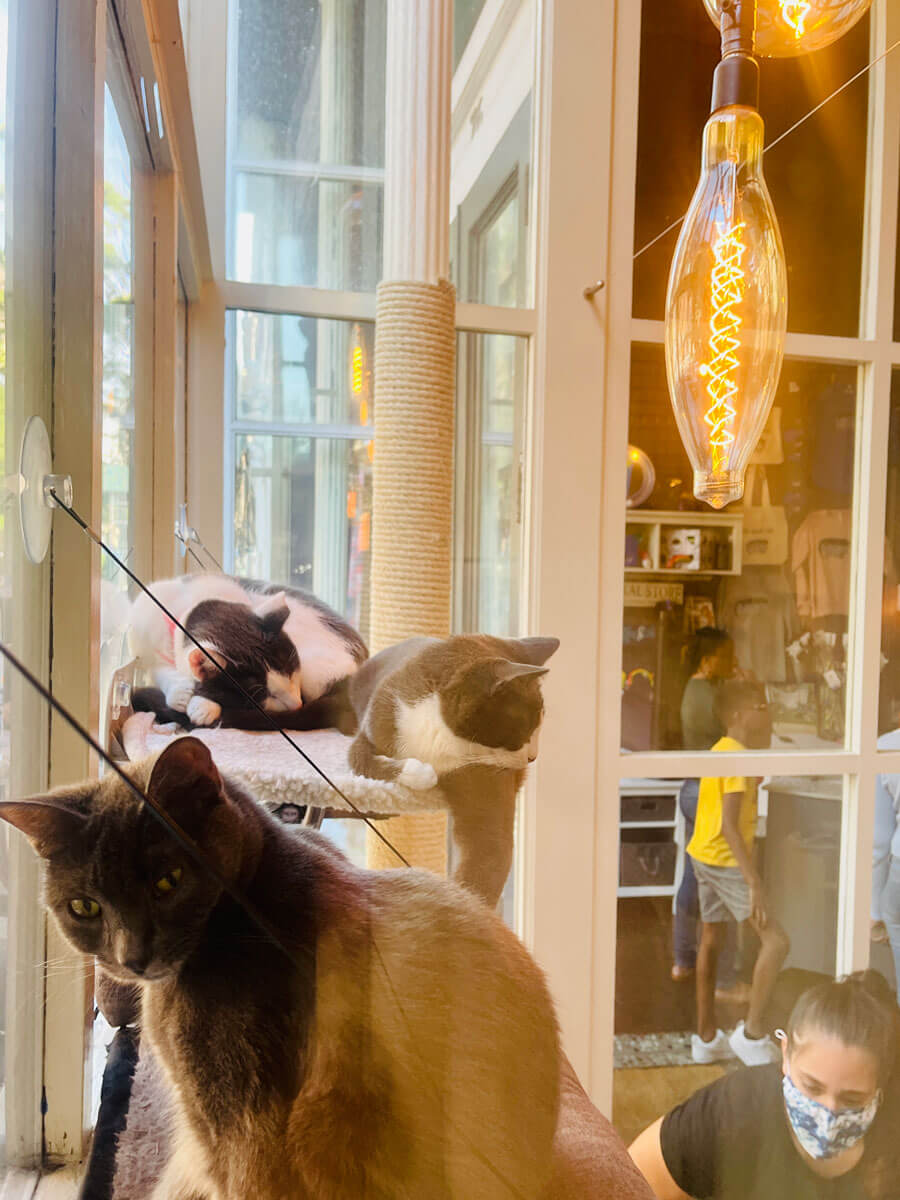 Brooklyn-Cat-Cafe