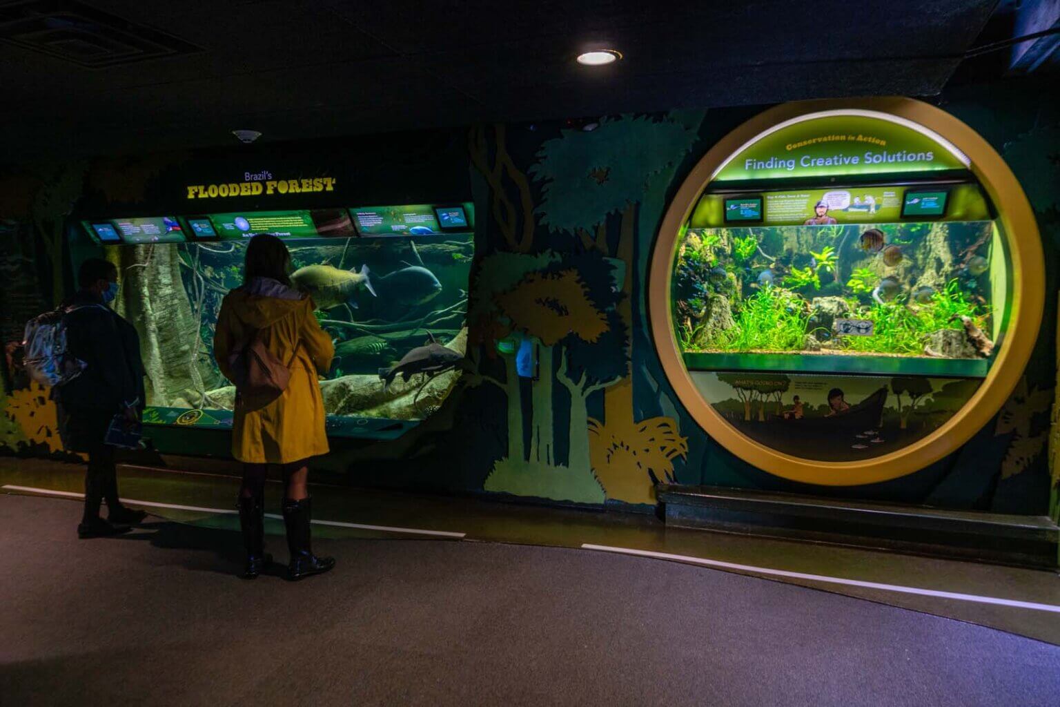 New York Aquarium Visitors Guide (Brooklyn Aquarium) - Brazil FlooDeD Forest Exhibit At Coney IslanD New York Aquarium 1536x1024