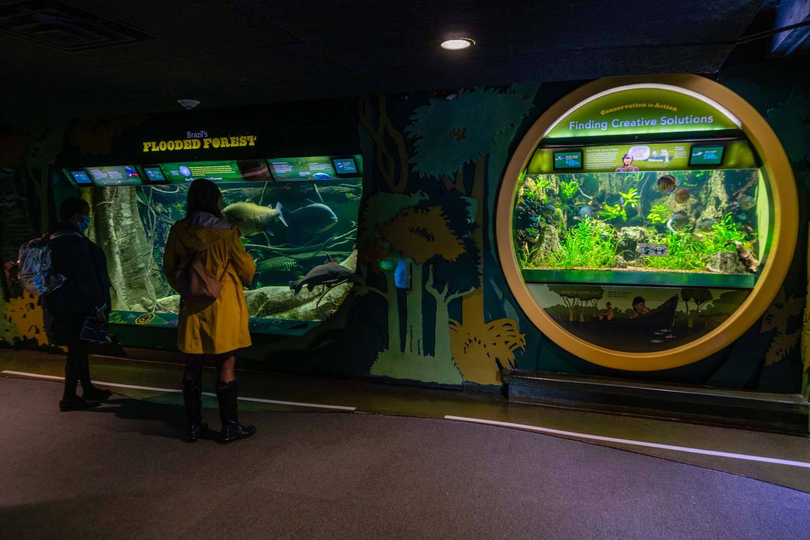 Brazil flooded forest exhibit at Coney Island New York Aquarium