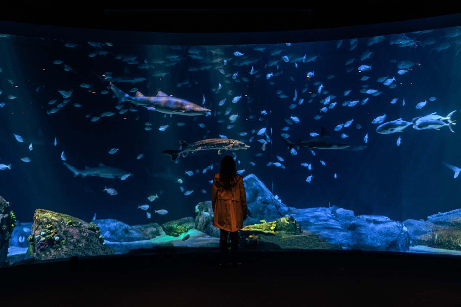 New York Aquarium big tank full of sharks at Coney Island in Brooklyn