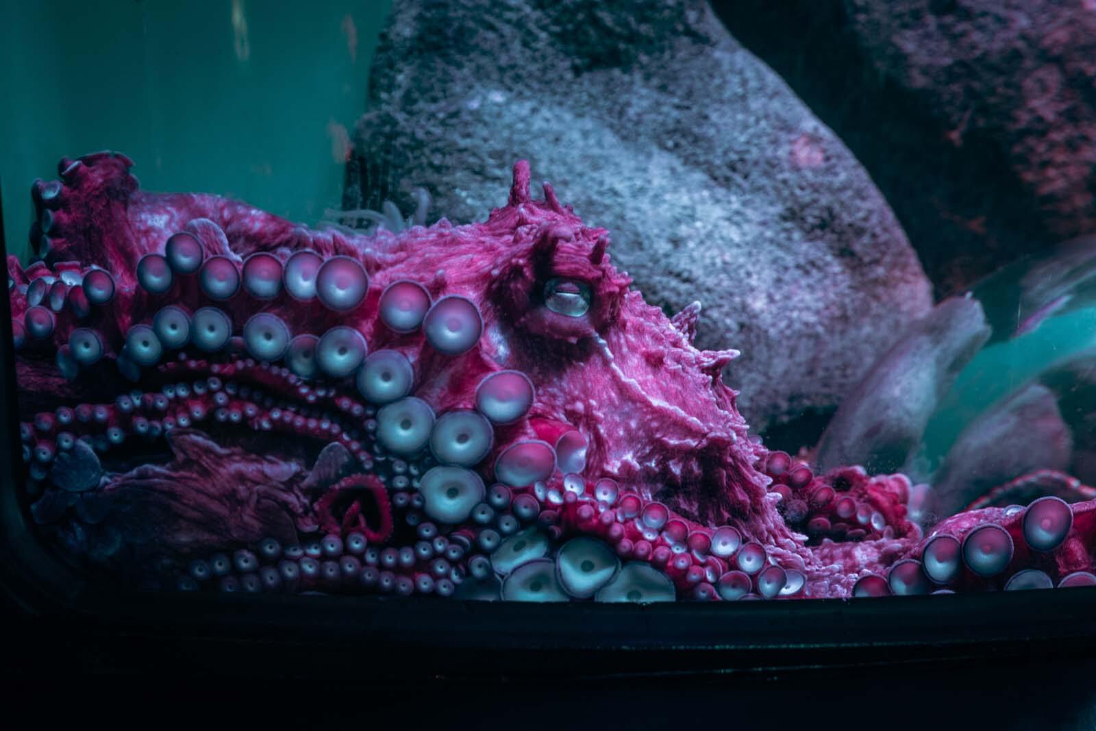 giant pacific octopus at the new york aquarium in brooklyn