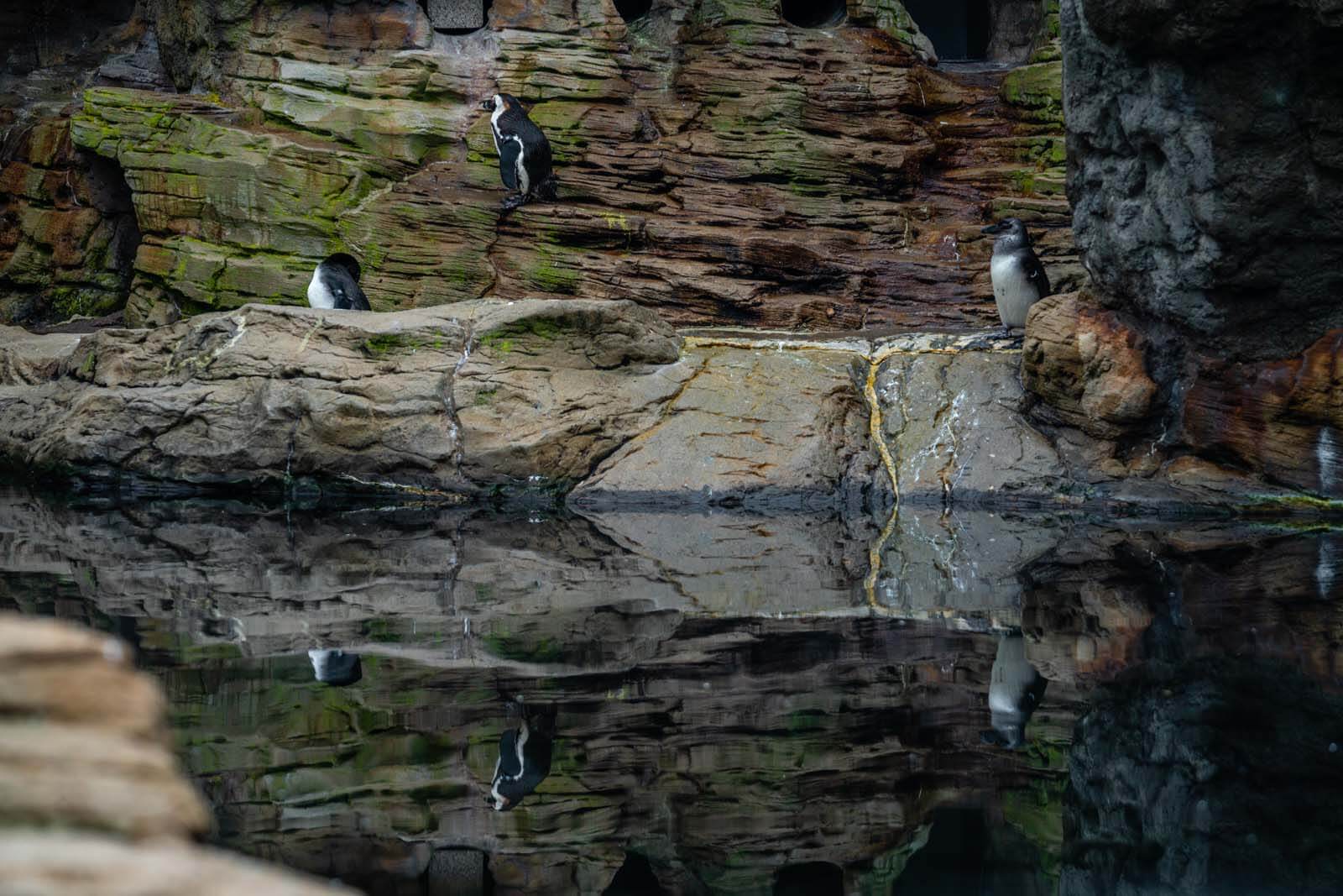 penguins at the sea cliffs at coney island aquarium in brooklyn