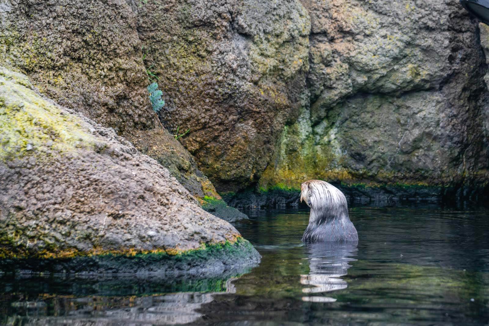 sea otter swimming at the new york aquarium and brooklyn aquarium at coney island