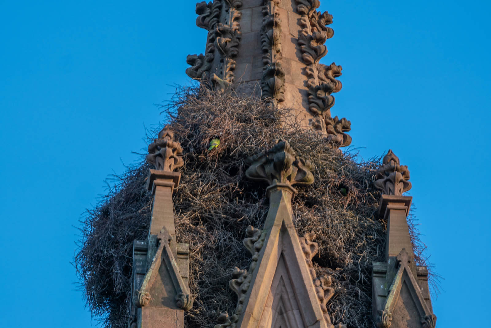 Monk Parakeet nest at the entrance of Green-Wood Cemetery in Brooklyn