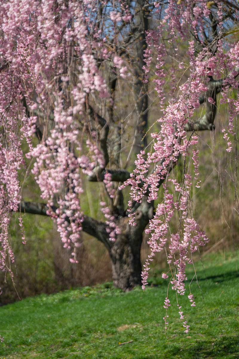 Cherry-Blossom-tree-at-New-York-Botanic-Garden
