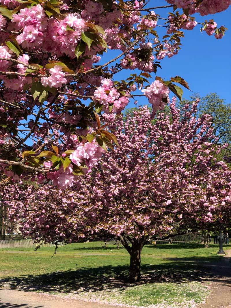 10 Places to See Cherry Blossoms in NYC Your Brooklyn Guide