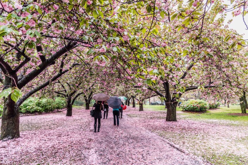 Brooklyn Botanic Garden Cherry Blossom Festival 2024 - Fiona Jessica