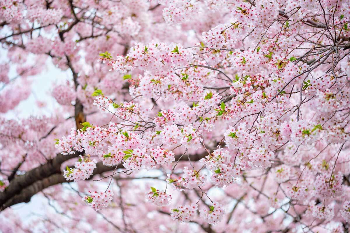 14 STUNNING Places to See Cherry Blossoms in NYC - Your Brooklyn Guide