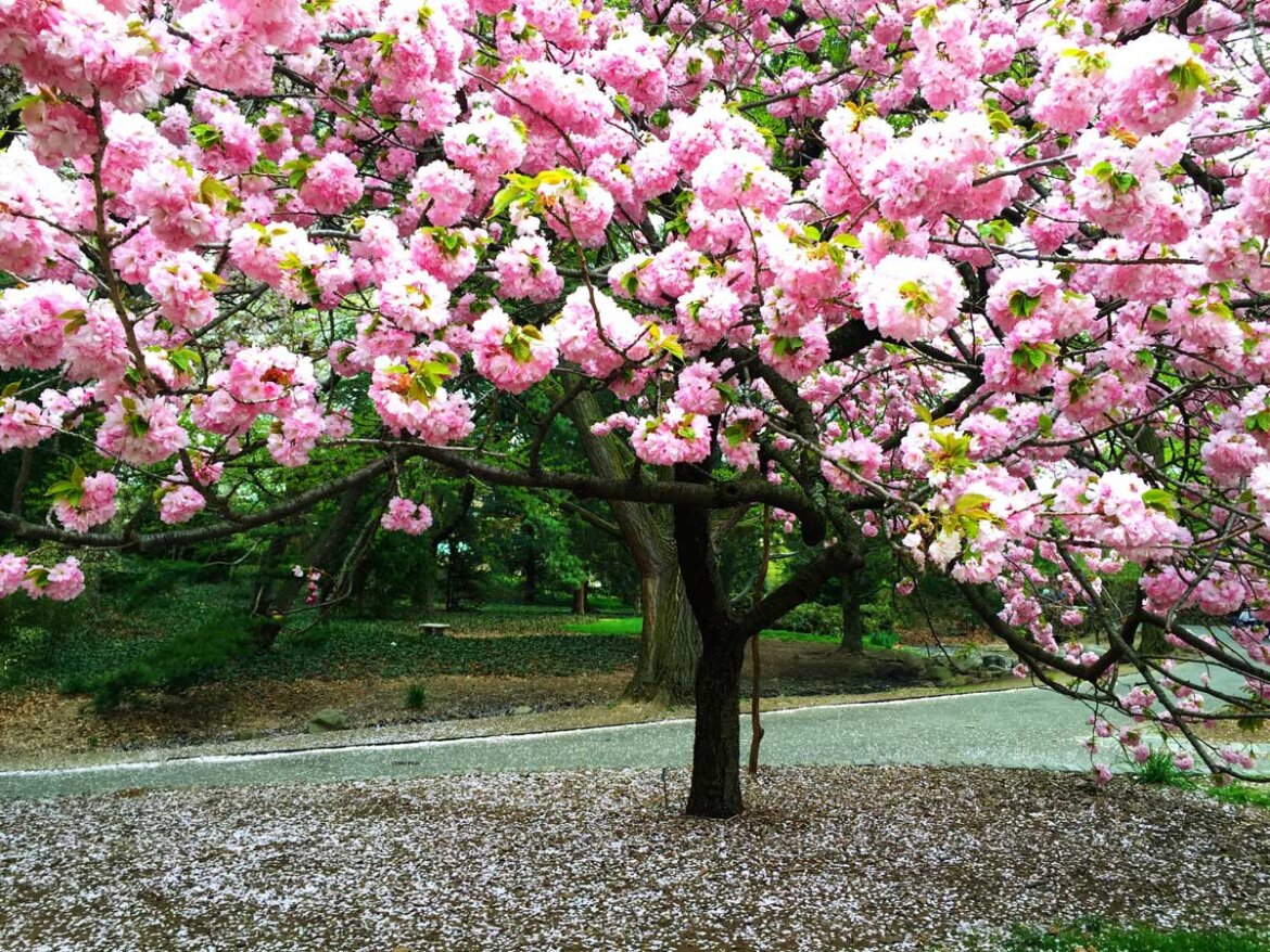 Brooklyn Cherry Blossom Festival 2024 - Lyndy Roobbie