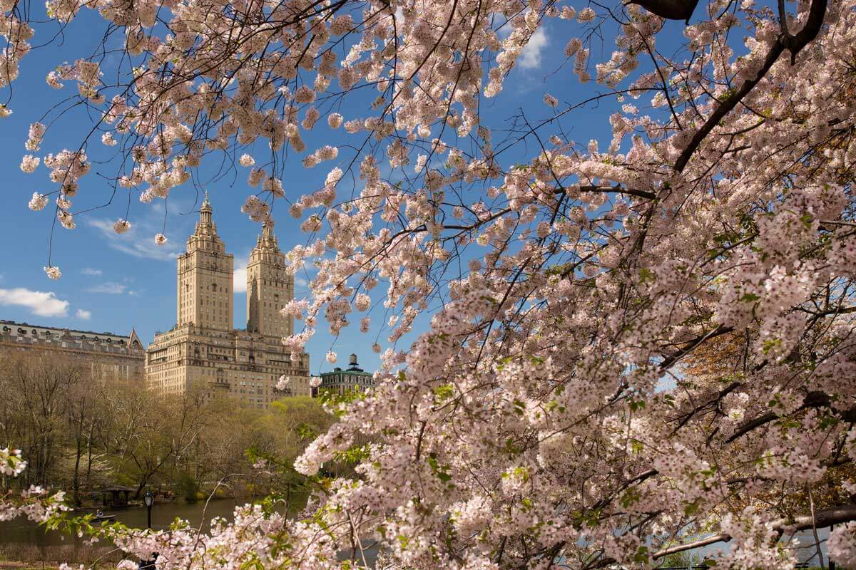 when does cherry blossom season start in new york