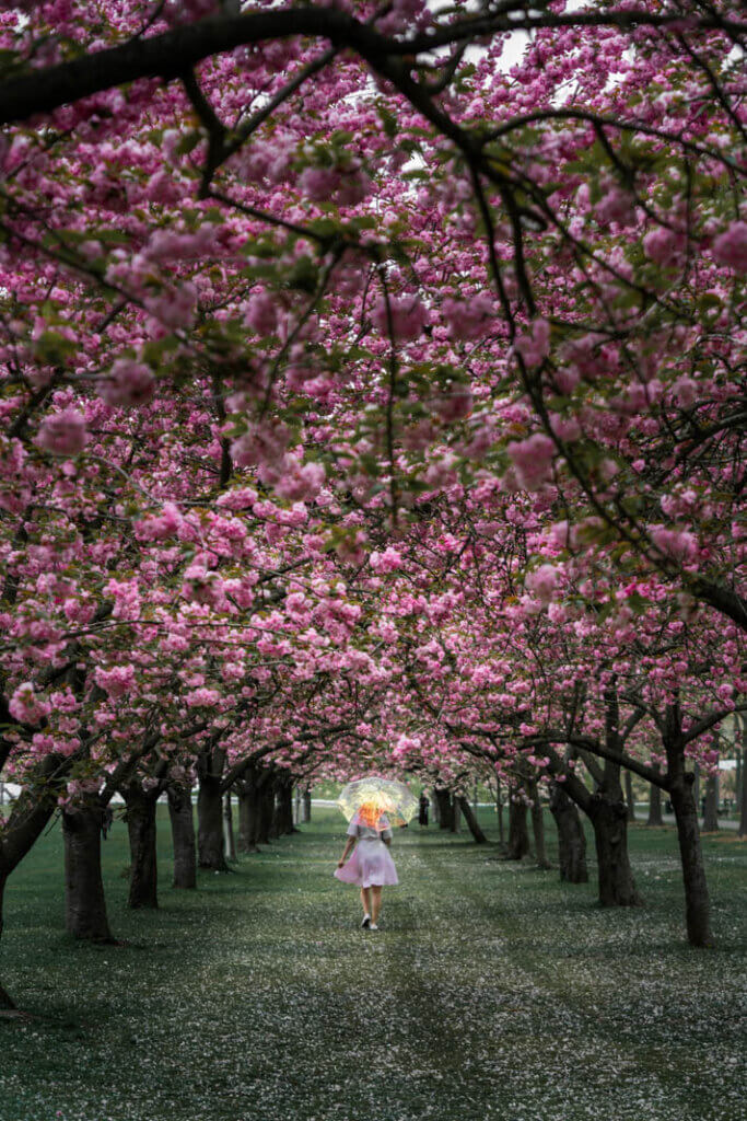 cherry esplanade in brooklyn botanic garden