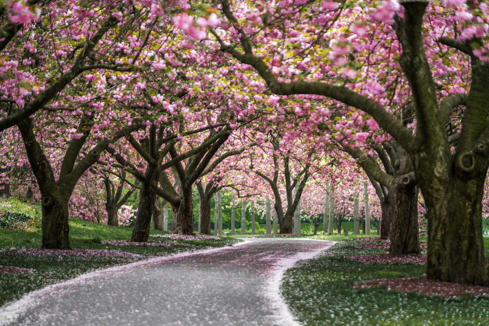 cherry walk in Brooklyn Botanic Garden during cherry blossoms