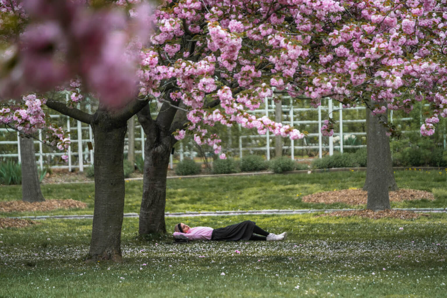girl taking nap under cherry blossom tree in Brooklyn Botanic Garden