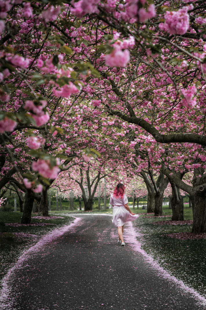 girl walking through cherry blossoms in brooklyn botanic garden