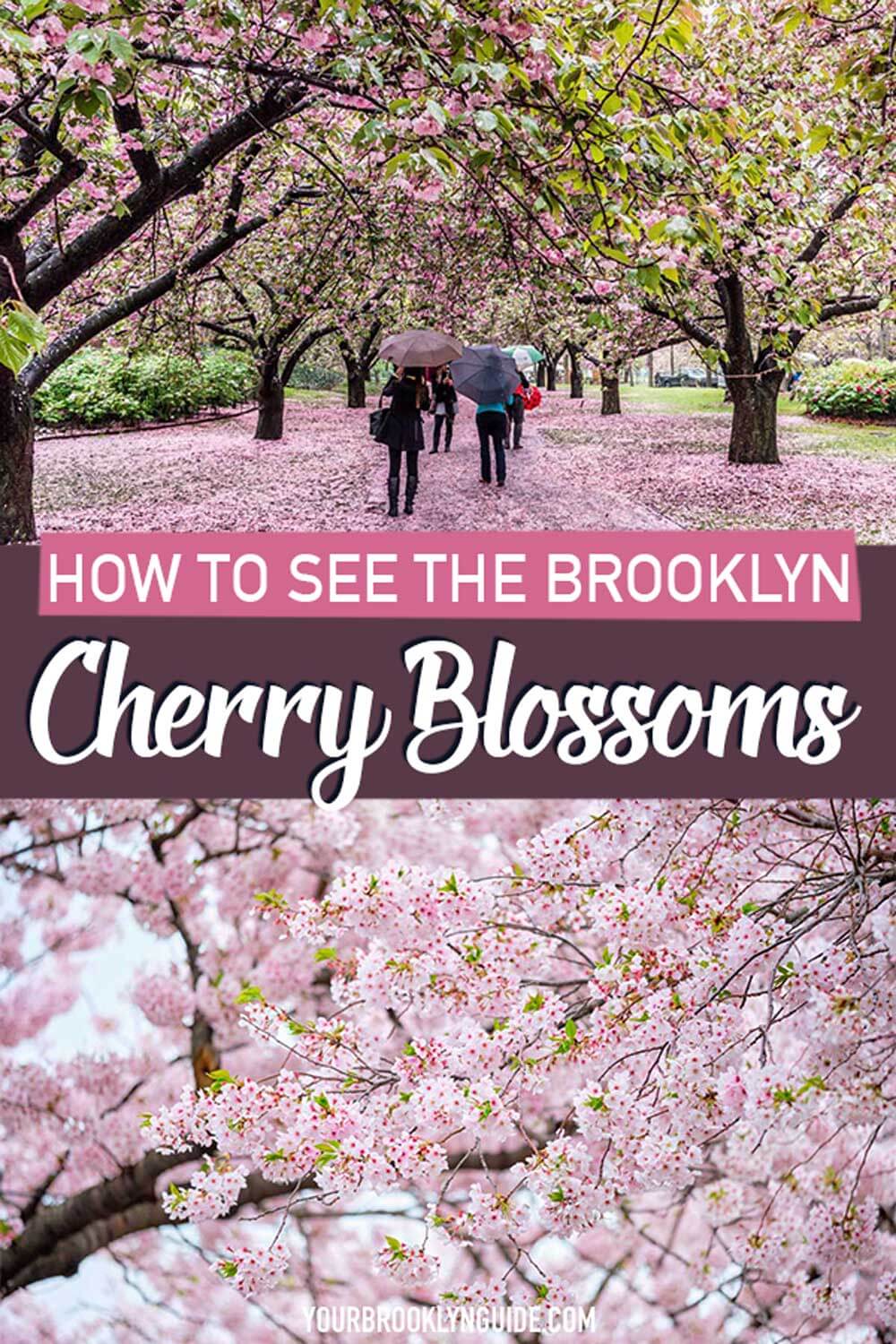 Brooklyn Botanic Garden Cherry Blossom Festival (Everything You Need To