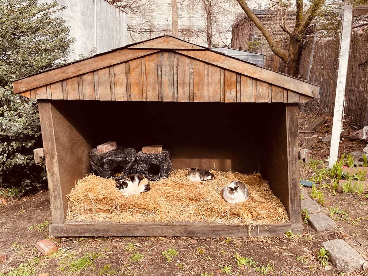 manger-cats-of-Red-Hook-Brooklyn