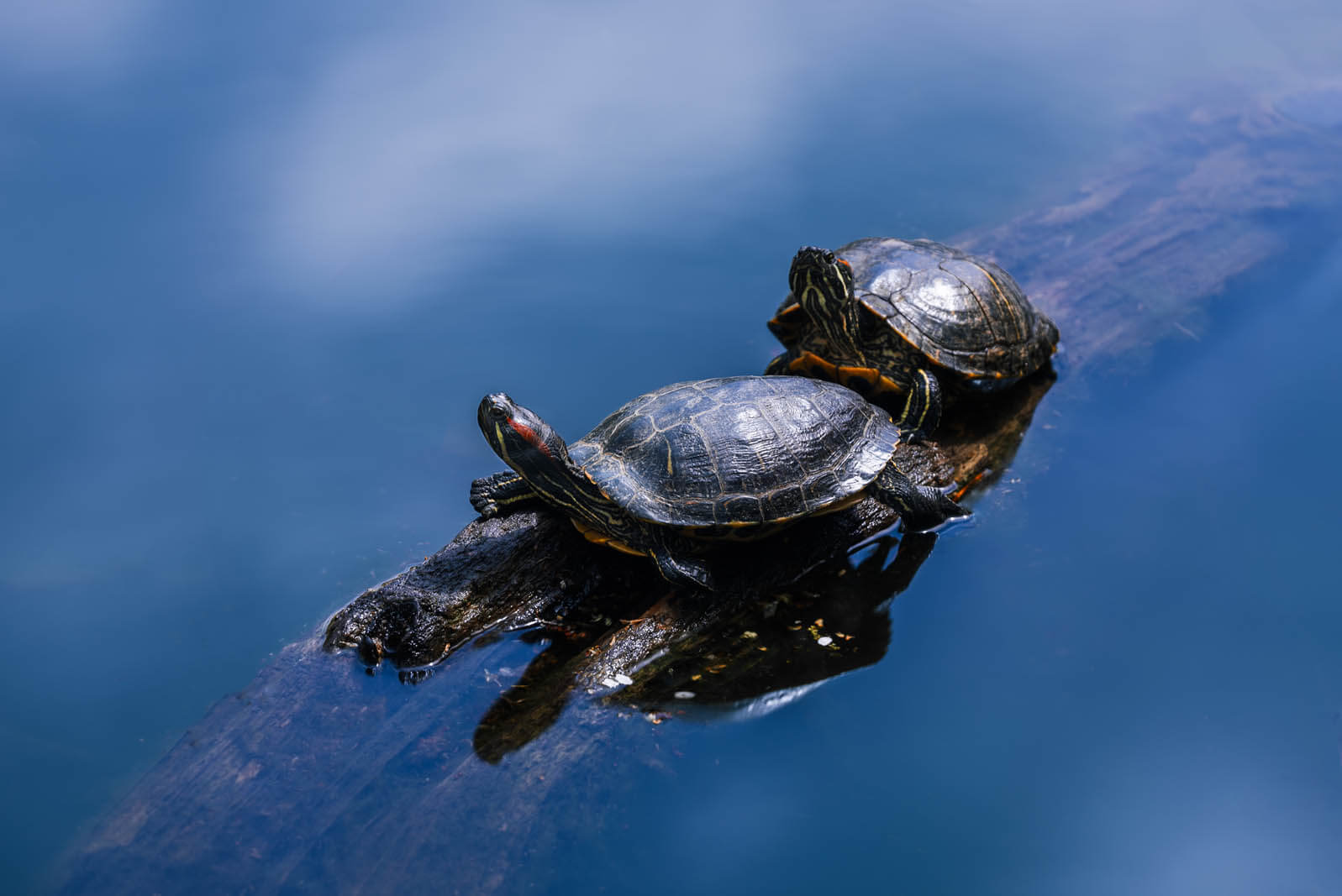 Turtles sunbathing in Prospect Park in Brooklyn