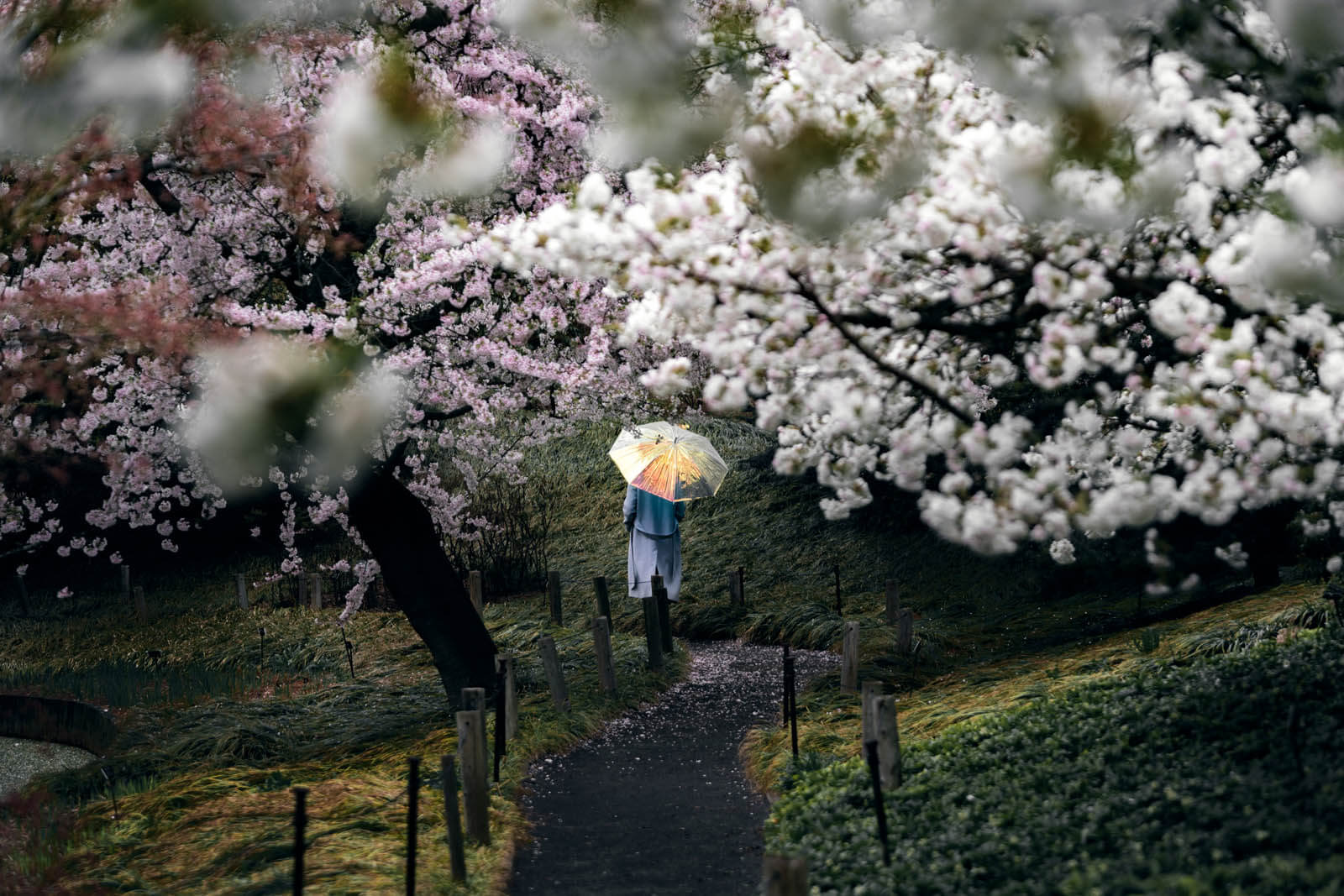 cherry blossoms in Brooklyn Botanic Garden in the spring