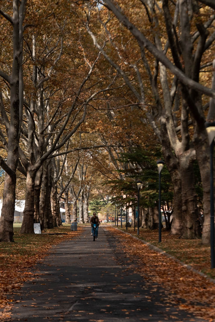 NYC fall foliage at Governors Island