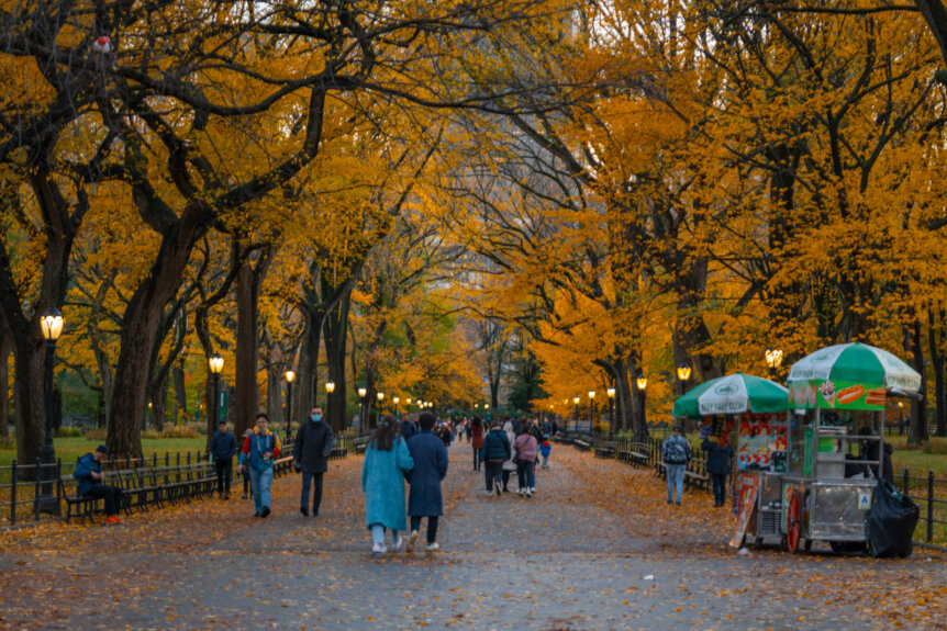 The mall during peak fall foliage in Central Park in NYC