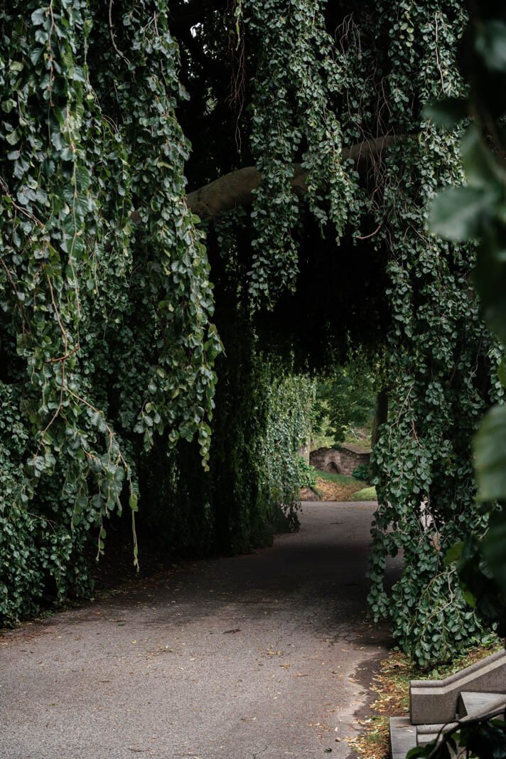 Weeping Willow tree tunnel in Greenwood Cemetery in Brooklyn