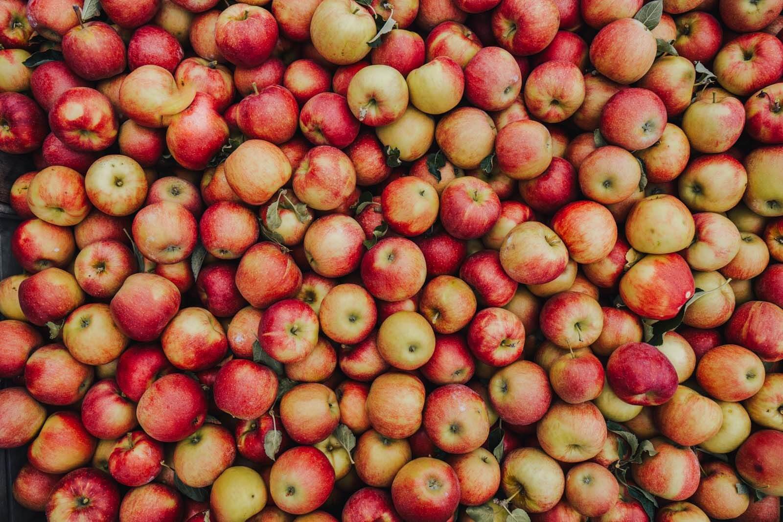 a big bin of apples at an orchard in the fall in new york