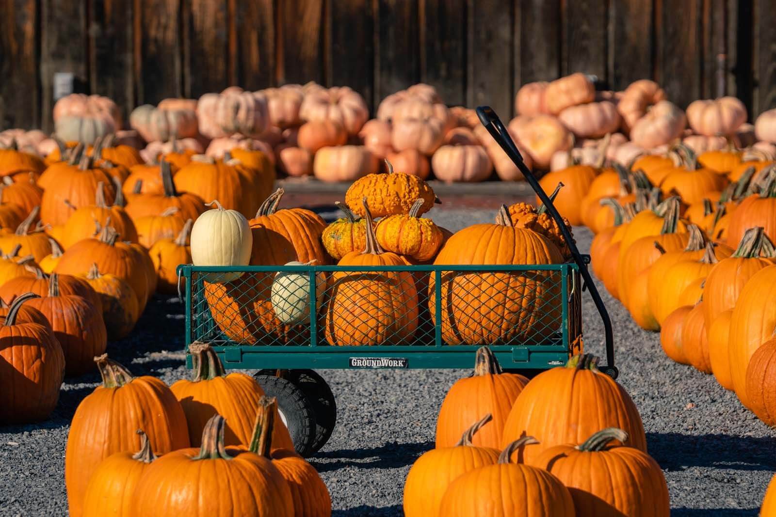 cart full of pumpkins in the fall in new york