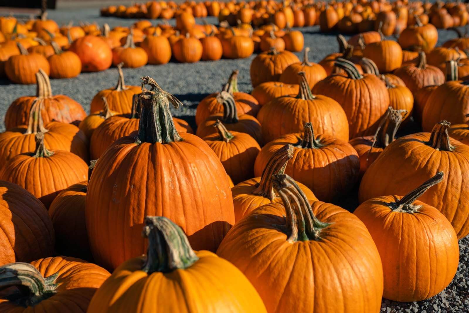 pick out your favorite pumpkin in the fall in new york