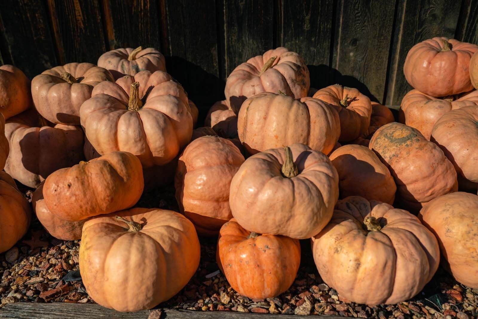 piles of cinderella pumpkins in the fall in new york