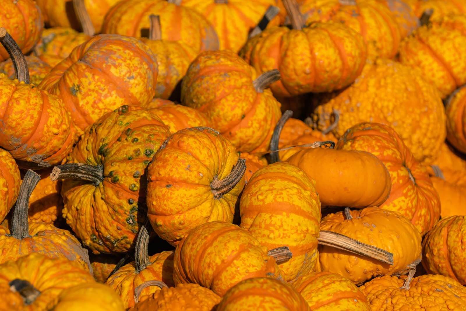 piles of pumpkins at a pumpkin and farm store in the fall in new york