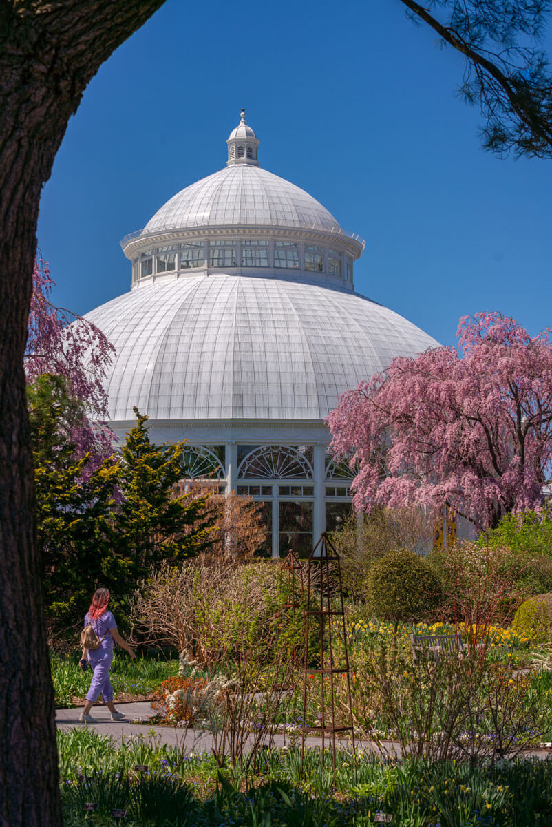 New-York-Botanical-Garden-in-the-spring-when-cherry-blossoms-are-in-Bloom-in-the-Bronx-NYC