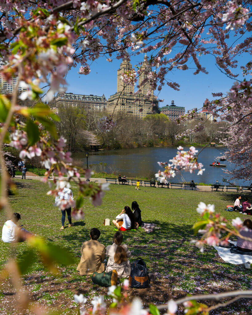 Central-Park-in-the-spring-during-cherry-blossom-season-in-NYC