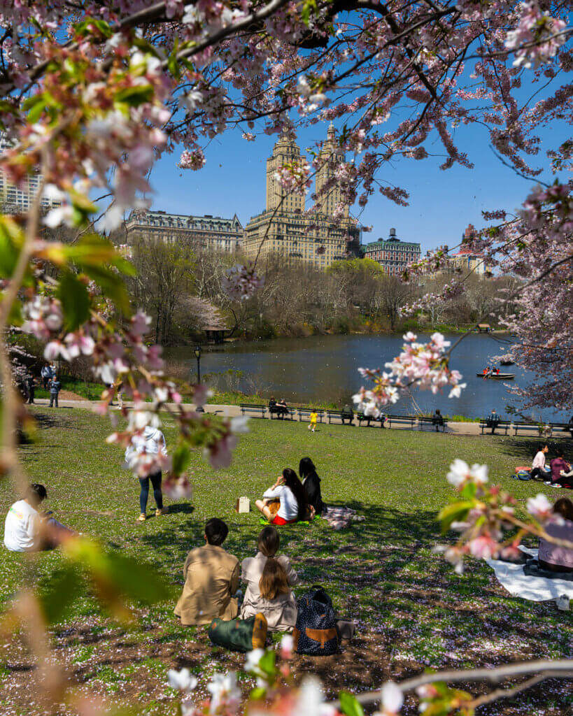 Park Avenue Cherry Blossoms - Katie's Bliss