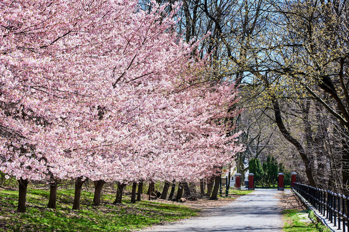NYC-cherry-blossoms-at-Snug-Harbor-Cultural-Center-and-Botanical-Garden-in-Staten-Island-in-Spring