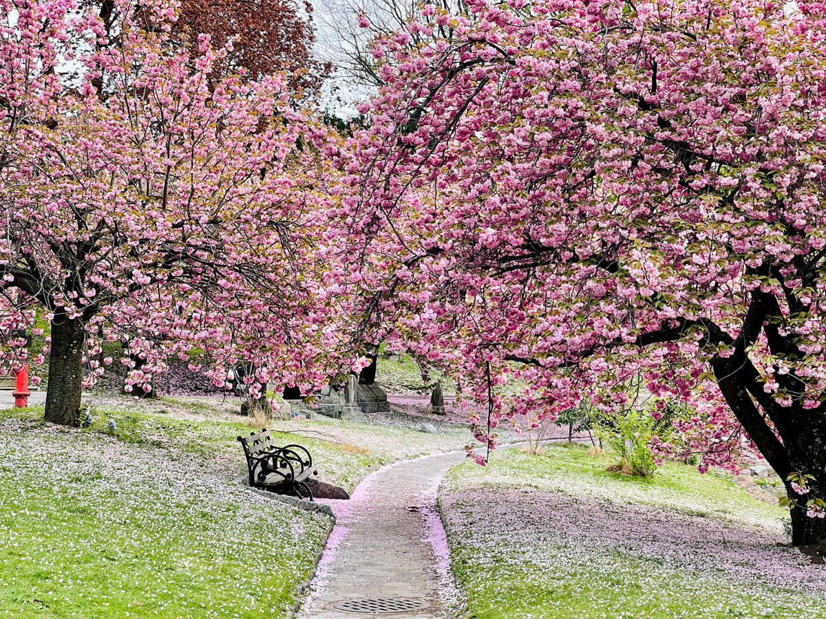 cherry-blossom-trees-in-Green-Wood-Cemetery-in-Brooklyn-during-cherry-blossom-season-in-NYC-in-the-spring