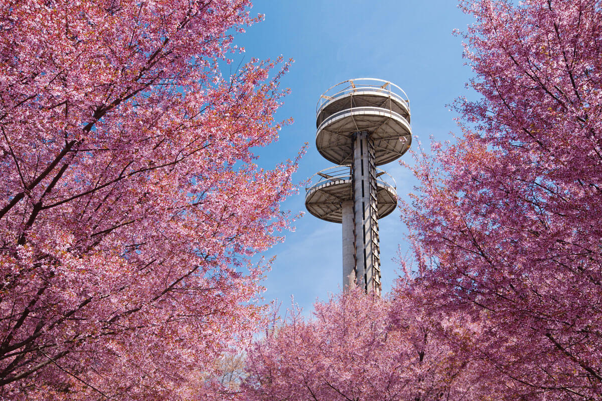 cherry-blossoms-at-Flushing-Meadows-Corona-Park-in-Queens-NYC