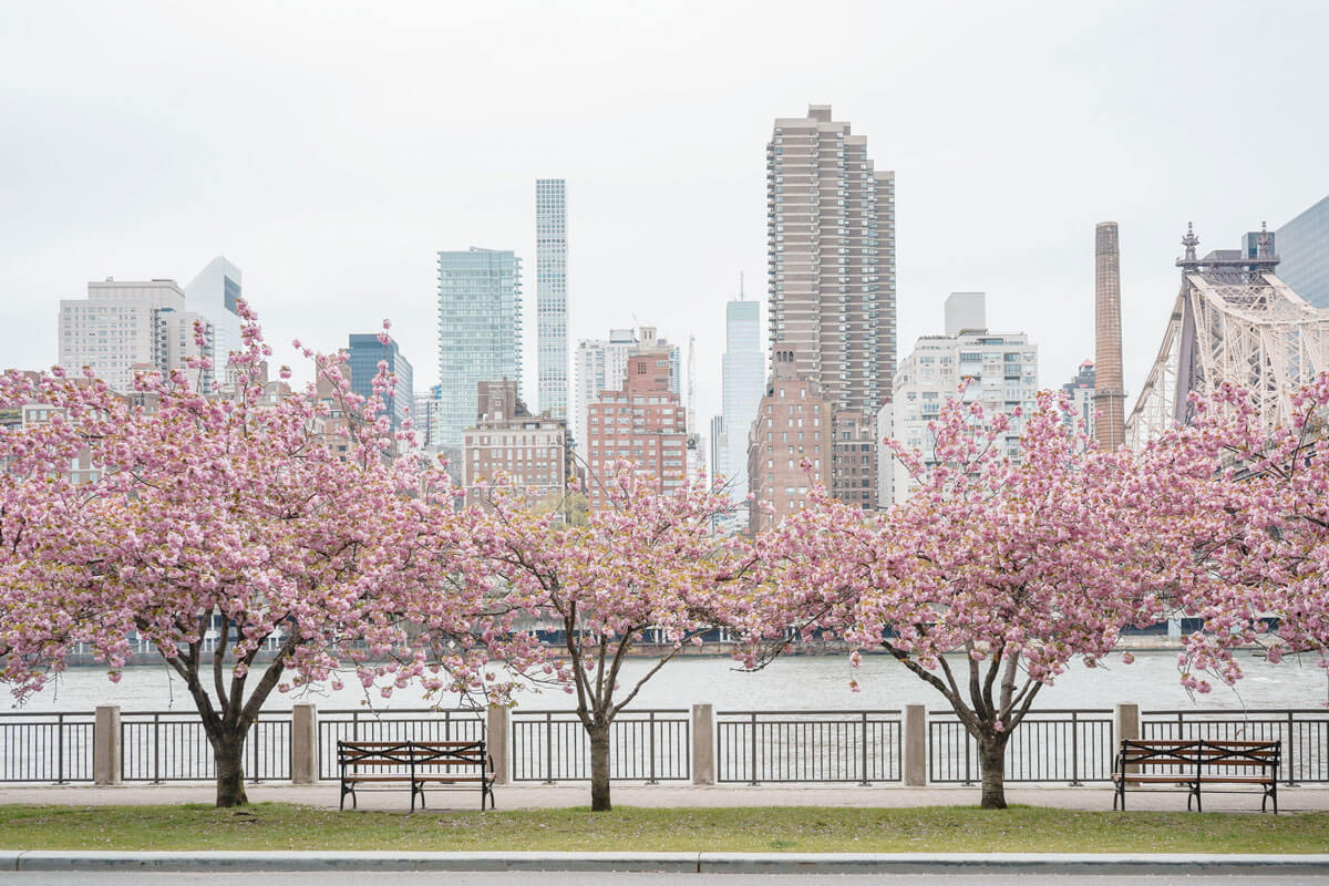 cherry-blossoms-at-Roosevelt-Island-in-NYC-in-spring