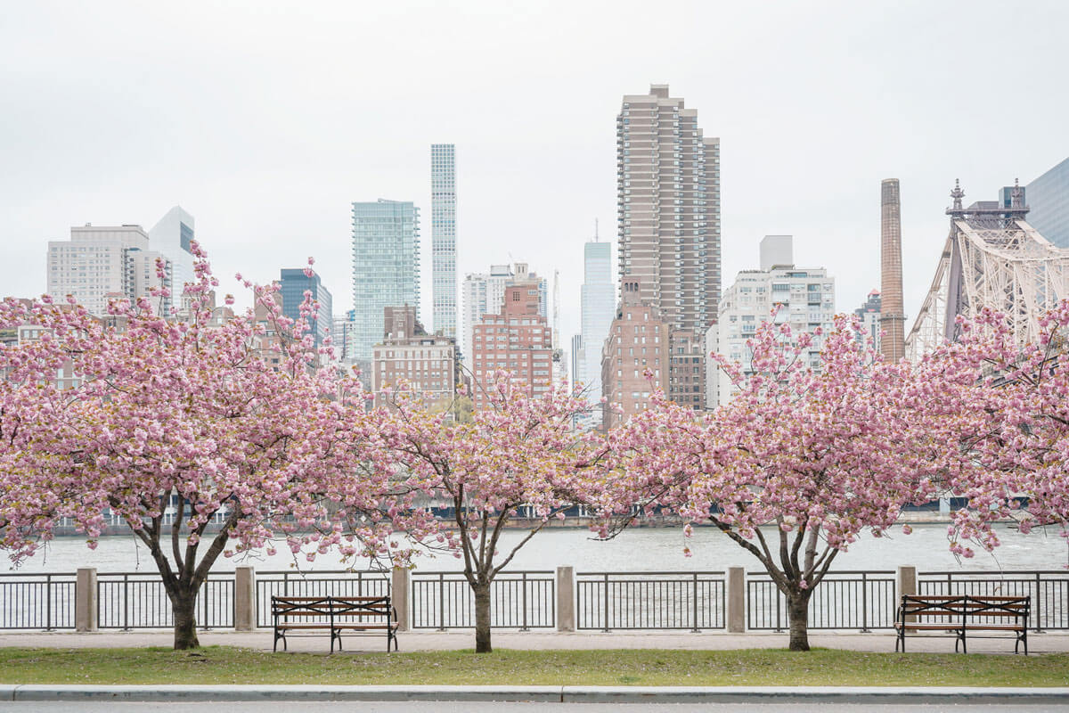 14 STUNNING Places to See Cherry Blossoms in NYC - Your Brooklyn Guide