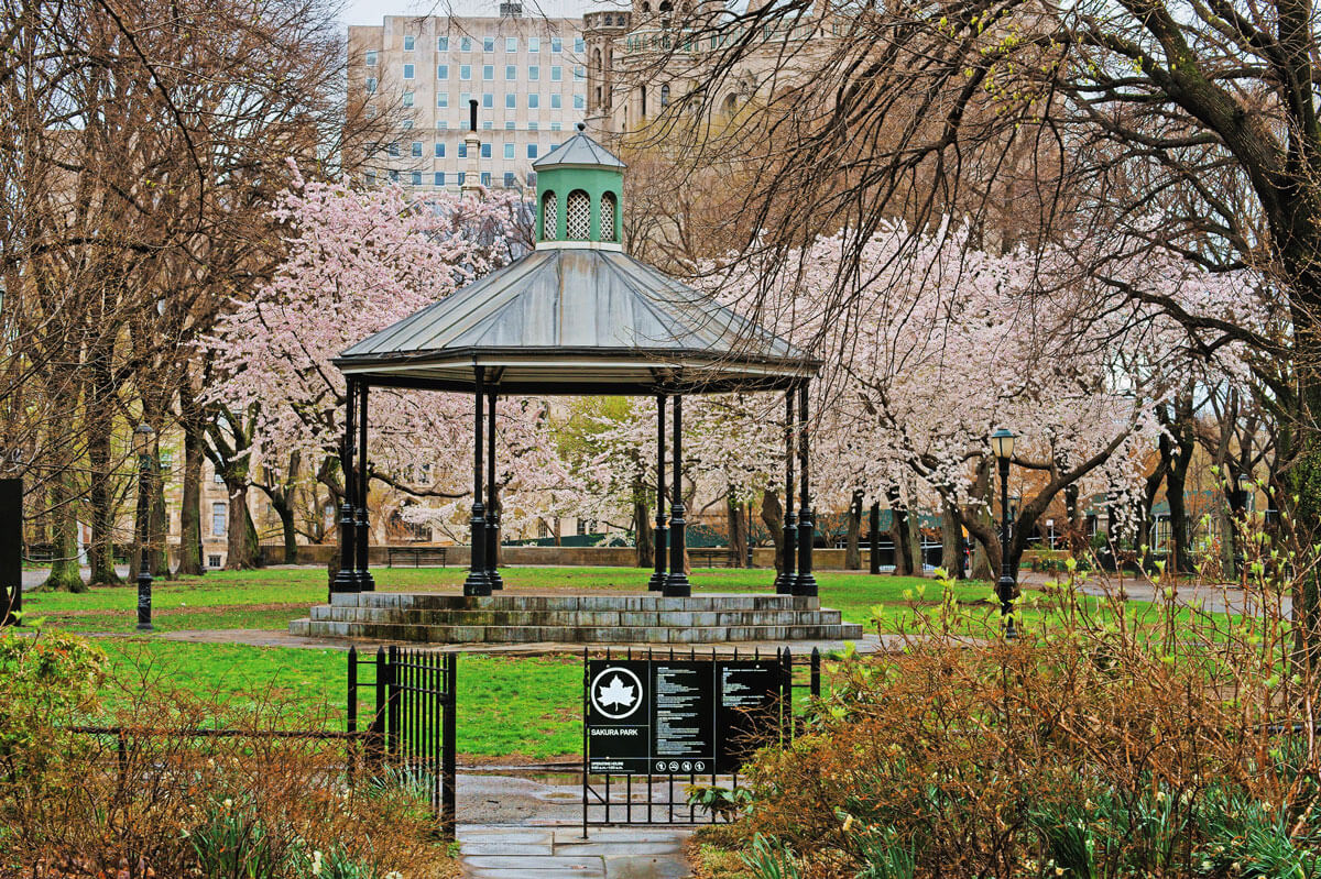 cherry-blossoms-at-Sakura-Park-in-Morningside-Heights-in-Manhattan-NYC