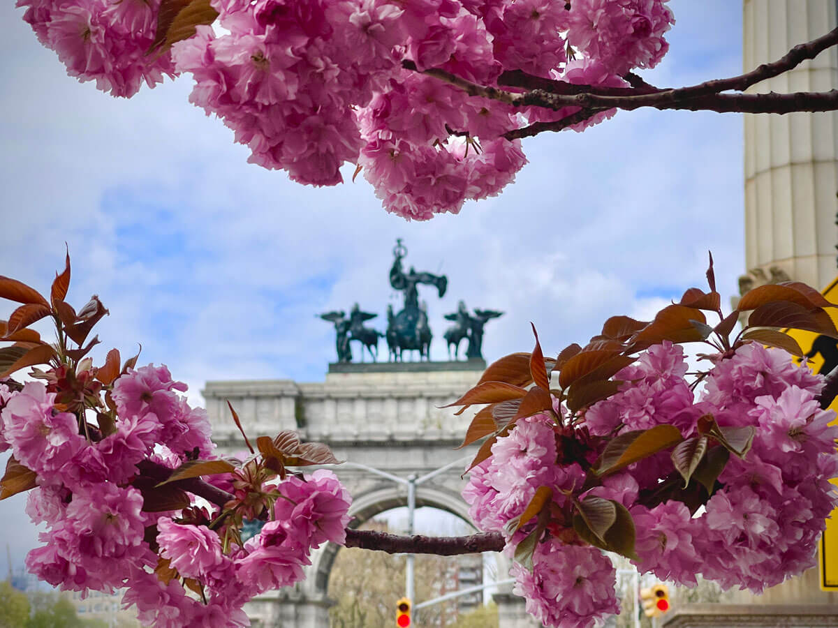 cherry-blossoms-in-bloom-at-Grand-Army-Plaza-at-Prospect-Park-in-Brooklyn