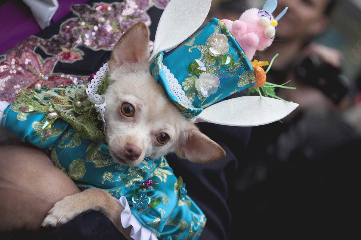 dog-dressed-up-for-the-easter-bonnet-parade-in-NYC