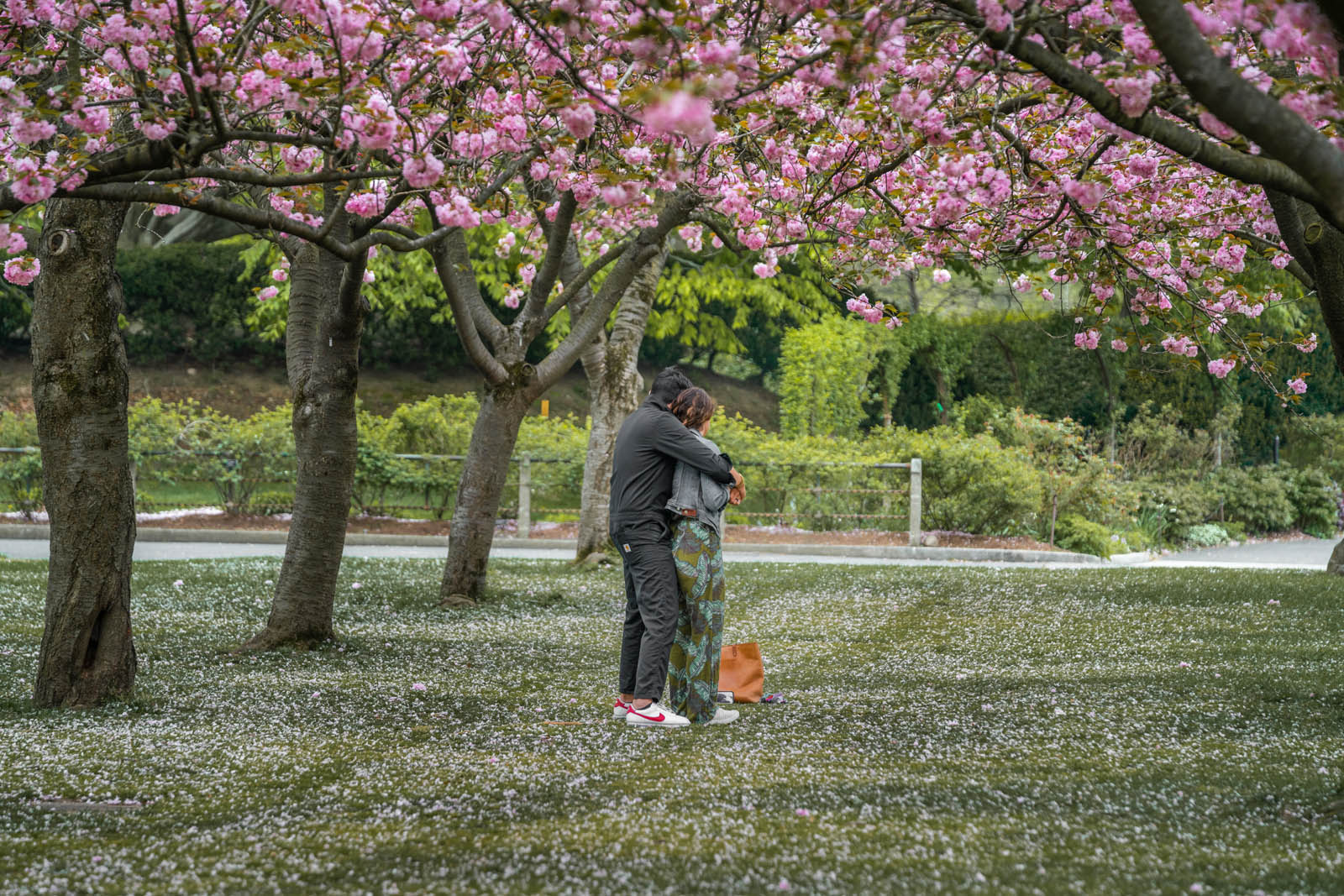 a couple enjoying a romantic visit to the cherry blossoms at the Brooklyn Botanic Garden in the spring